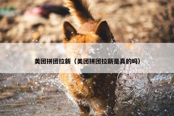 美团拼团拉新（美团拼团拉新是真的吗）