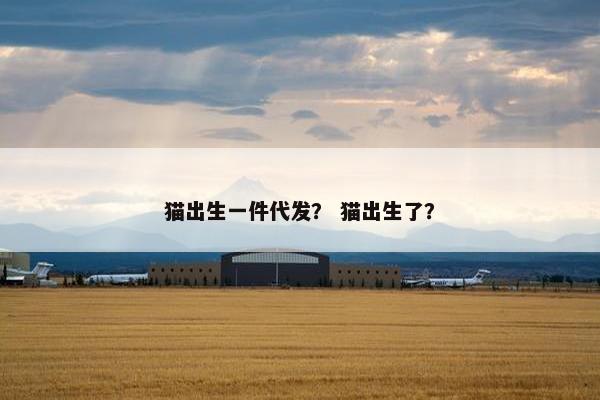 猫出生一件代发？ 猫出生了？