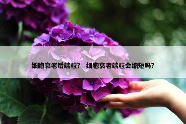 细胞衰老后端粒？ 细胞衰老端粒会缩短吗？