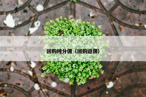 团购纯分佣（团购返佣）