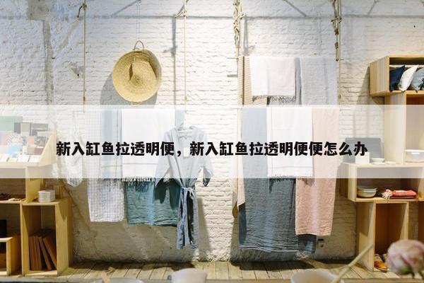 新入缸鱼拉透明便，新入缸鱼拉透明便便怎么办
