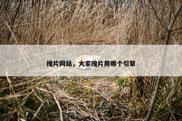 搜片网站，大家搜片用哪个引擎
